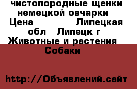 чистопородные щенки немецкой овчарки › Цена ­ 25 000 - Липецкая обл., Липецк г. Животные и растения » Собаки   